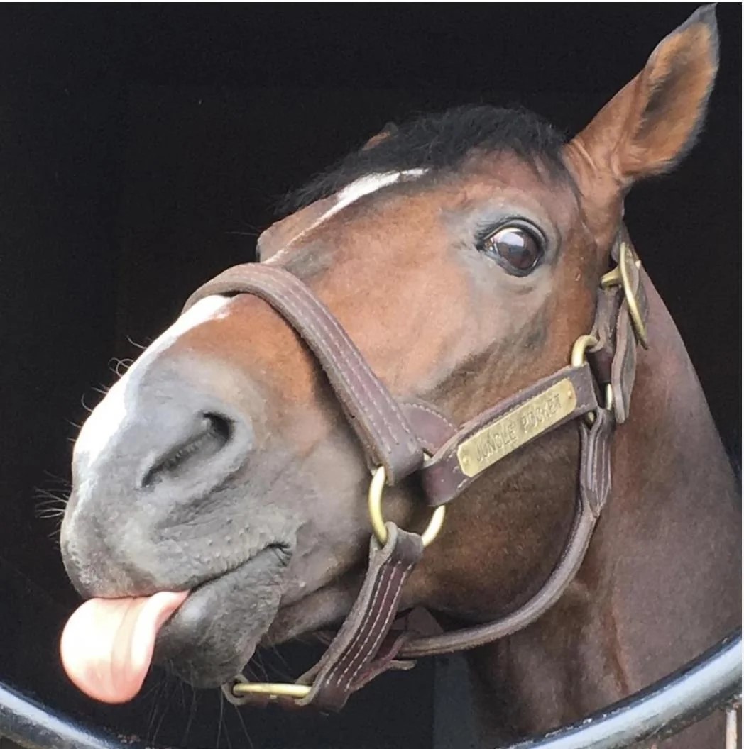The real Jungle Pocket in his stall, tongue hanging out, a brass nameplate on his halter reading Jungle Pocket